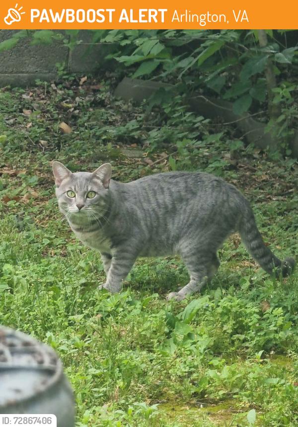Found/Stray Unknown Cat last seen Near 13th Street S, Arlington, VA 22204