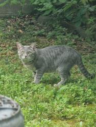 Found/Stray Unknown Cat last seen Near 13th Street S, Arlington, VA 22204