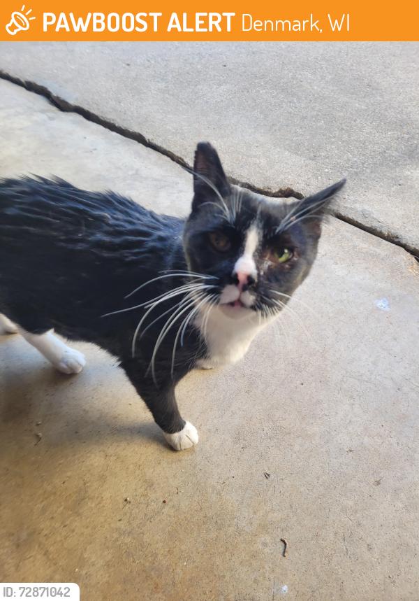 Found/Stray Unknown Cat last seen Jorgensen St, Denmark, WI 54208