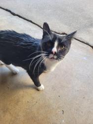 Found/Stray Unknown Cat last seen Jorgensen St, Denmark, WI 54208