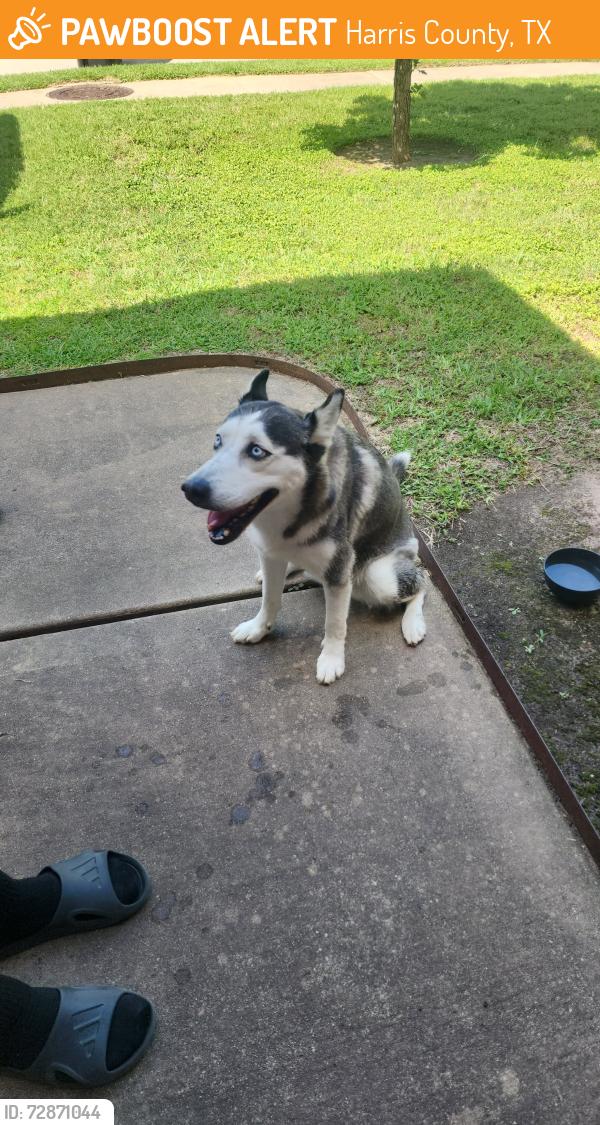 Found/Stray Male Dog last seen Greenhouse Rd and Clay Rd, Harris County, TX 77449