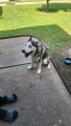 Found/Stray Male Dog last seen Greenhouse Rd and Clay Rd, Harris County, TX 77449