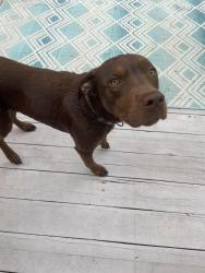Reunited Female Dog last seen calhoun rd eustis fl, Lake County, FL 32736