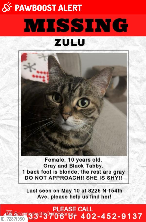 Lost Female Cat last seen 156th & State St , Jefferson Precinct, NE 68007
