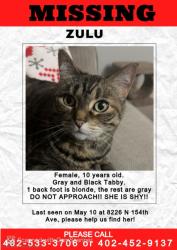 Lost Female Cat last seen 156th & State St , Jefferson Precinct, NE 68007