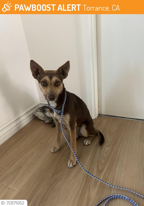 Found/Stray Female Dog last seen 235th st, Torrance, CA 90505