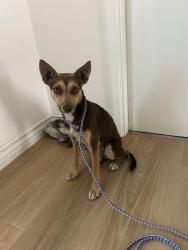 Found/Stray Female Dog last seen 235th st, Torrance, CA 90505