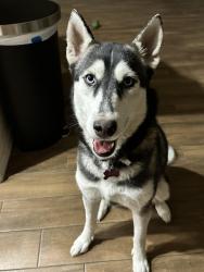 Lost Female Dog last seen 64th ave and Alice Ave, Glendale, AZ 85302