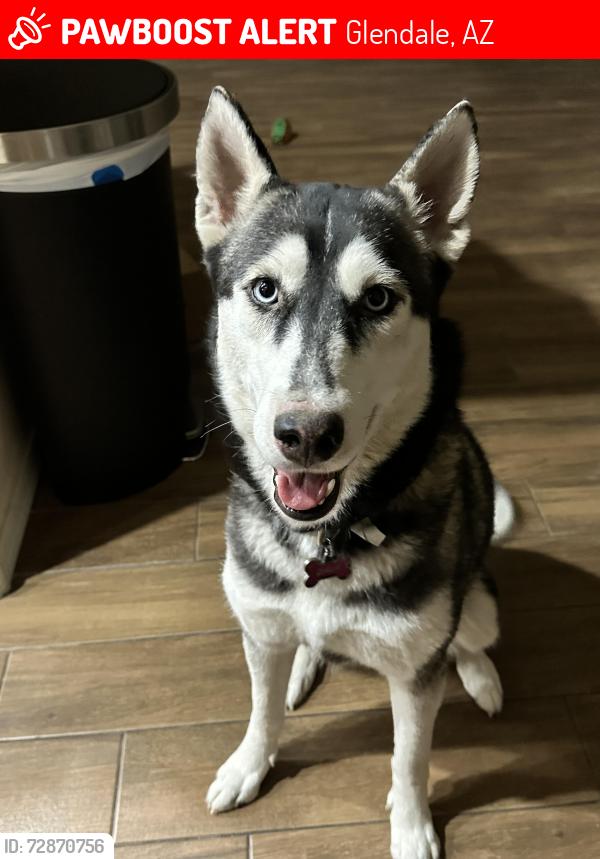 Lost Female Dog last seen 64th ave and Alice Ave, Glendale, AZ 85302