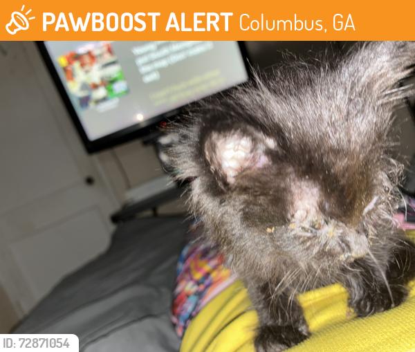 Found/Stray Male Cat last seen Brown ave, Columbus, GA 31906