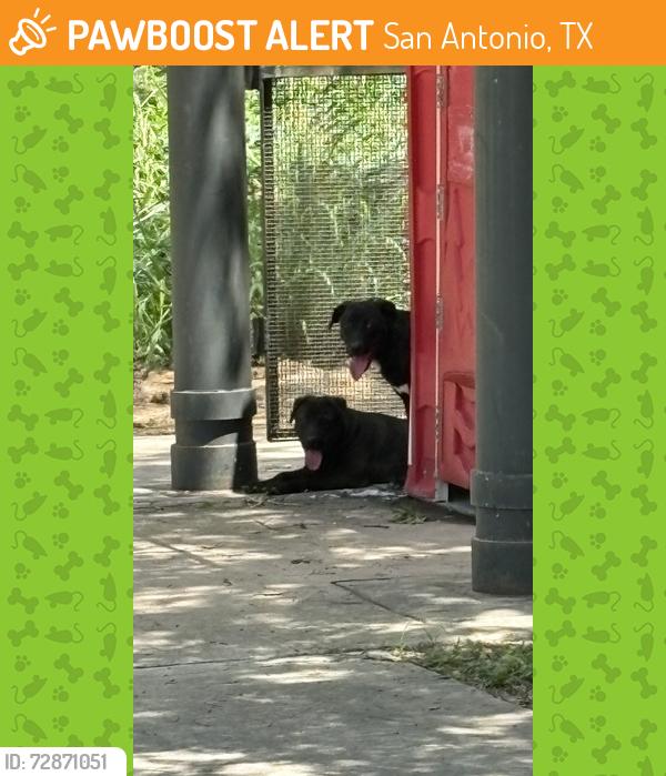 Found/Stray Unknown Dog last seen Pleasenton Rd trailhead on the riverwalk trail, San Antonio, TX 78221
