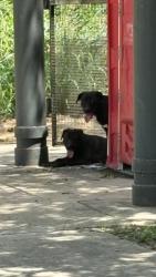 Found/Stray Unknown Dog last seen Pleasenton Rd trailhead on the riverwalk trail, San Antonio, TX 78221