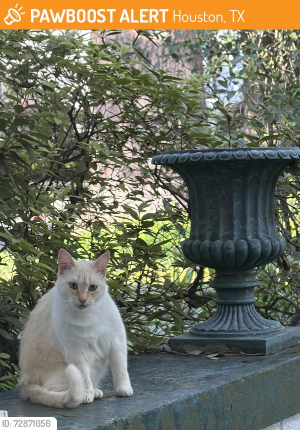 Found/Stray Unknown Cat last seen Harvard & 13th, Houston, TX 77008