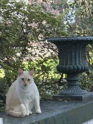Found/Stray Unknown Cat last seen Harvard & 13th, Houston, TX 77008