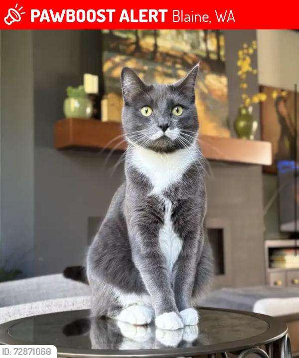 Lost Female Cat last seen Near Quinault Rd. , Blaine, WA 98230