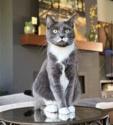 Lost Female Cat last seen Near Quinault Rd. , Blaine, WA 98230