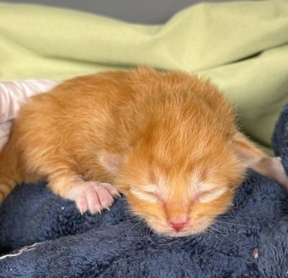 Shelter Stray Male Cat last seen College Station, TX 77840, Bryan, TX 77807