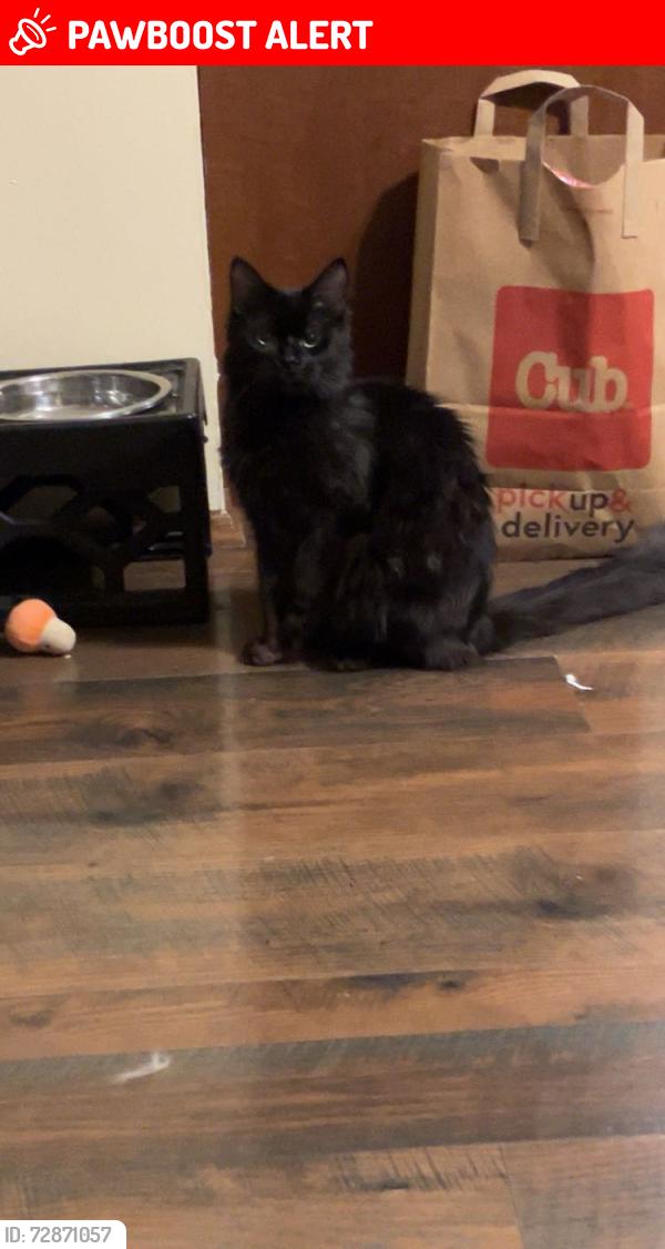 Lost Female Cat last seen Near 41st ave ne, Columbia heights mn 55421, Columbia Heights, MN 55421