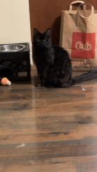 Lost Female Cat last seen Near 41st ave ne, Columbia heights mn 55421, Columbia Heights, MN 55421