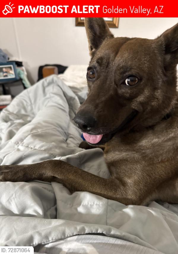 Lost Female Dog last seen Diabase & Estrella, Golden Valley, AZ 86413