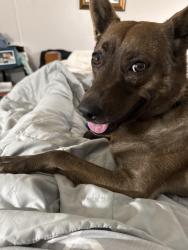 Lost Female Dog last seen Diabase & Estrella, Golden Valley, AZ 86413