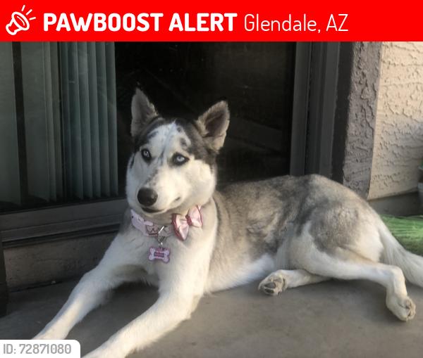 Lost Female Dog last seen 64th ave and Alice sve, Glendale, AZ 85302