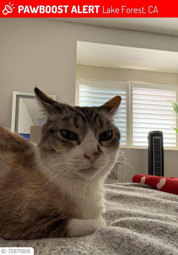 Lost Female Cat last seen Heather Brook & Clean Brook, Lake Forest, CA 92630