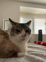 Lost Female Cat last seen Heather Brook & Clean Brook, Lake Forest, CA 92630