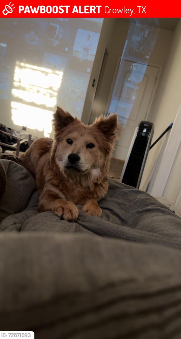 Lost Female Dog last seen Near and Crowley Plover, Crowley, TX 76036