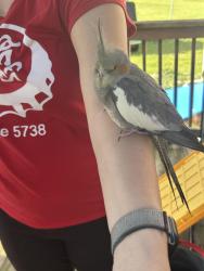 Found/Stray Unknown Bird last seen Wilshire, Carlisle, OH 45005