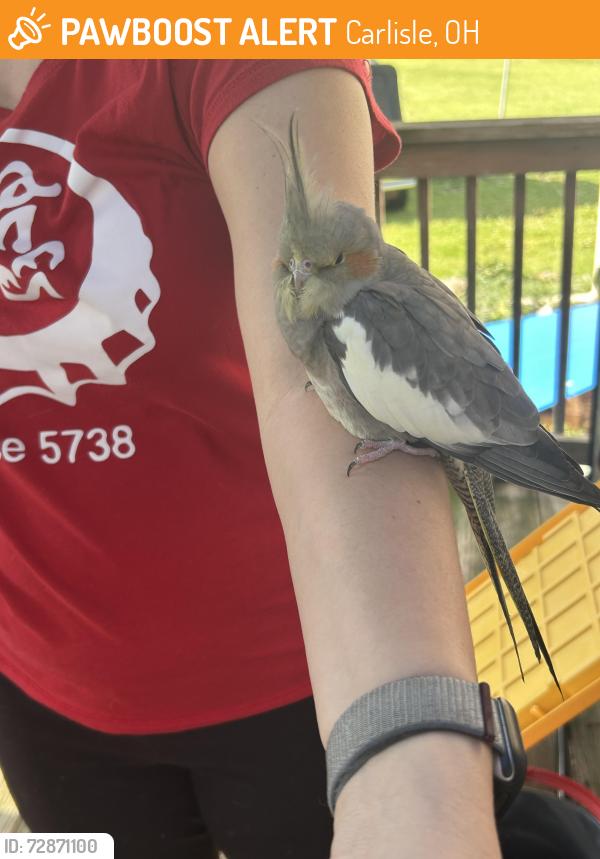 Found/Stray Unknown Bird last seen Wilshire, Carlisle, OH 45005