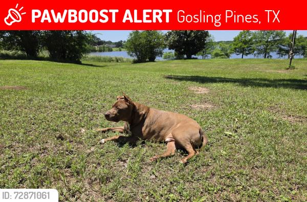Lost Male Dog last seen Gosling & Spring Stuebner , Gosling Pines, TX 77388