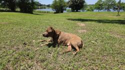 Lost Male Dog last seen Gosling & Spring Stuebner , Gosling Pines, TX 77388