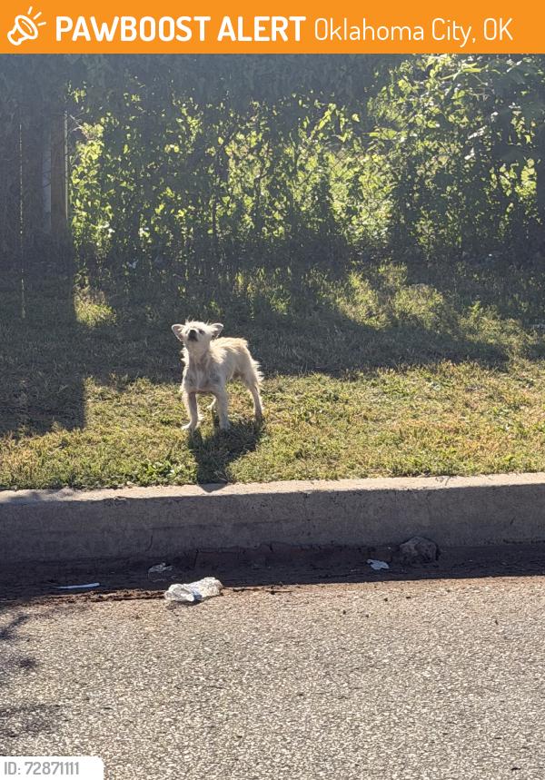 Found/Stray Unknown Dog last seen Near SW 44th and Villa by the cementery, Oklahoma City, OK 73119