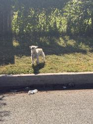 Found/Stray Unknown Dog last seen Near SW 44th and Villa by the cementery, Oklahoma City, OK 73119