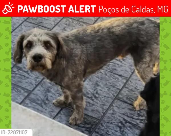 Lost Male Dog last seen Fazenda Moinho, KM 534 (sentido Andradas) - 10 min de estrada até o conjunto, Poços de Caldas, MG 