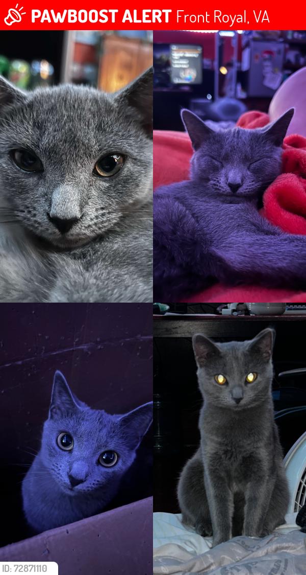 Lost Female Cat last seen Happy Creek , Front Royal, VA 22630