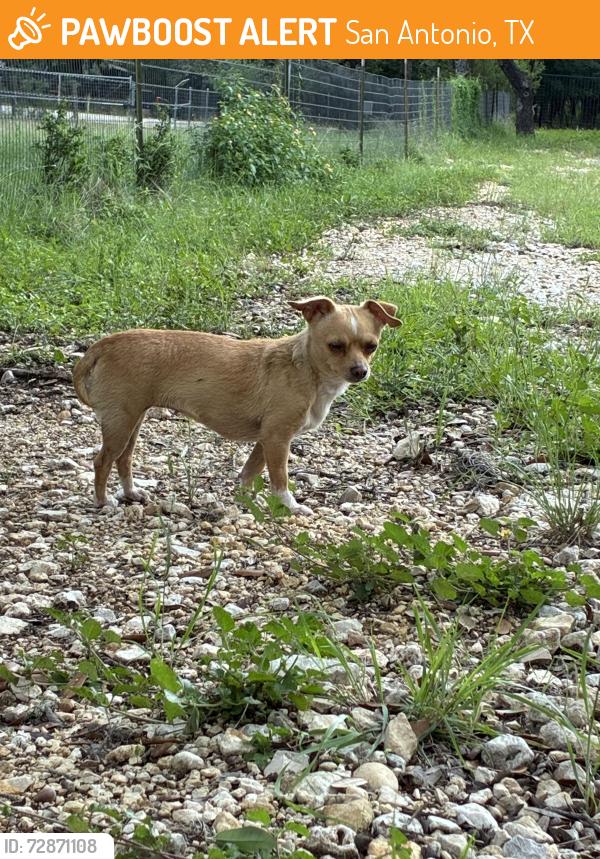 Found/Stray Female Dog last seen In my yard, San Antonio, TX 78240