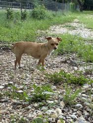Found/Stray Female Dog last seen In my yard, San Antonio, TX 78240