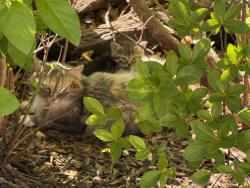 Found/Stray Female Cat last seen Near to 205 Tallyho Ln Hendersonville NC 28791, Hendersonville, NC 28791