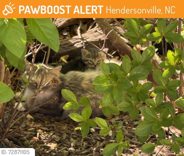 Found/Stray Female Cat last seen Near to 205 Tallyho Ln Hendersonville NC 28791, Hendersonville, NC 28791