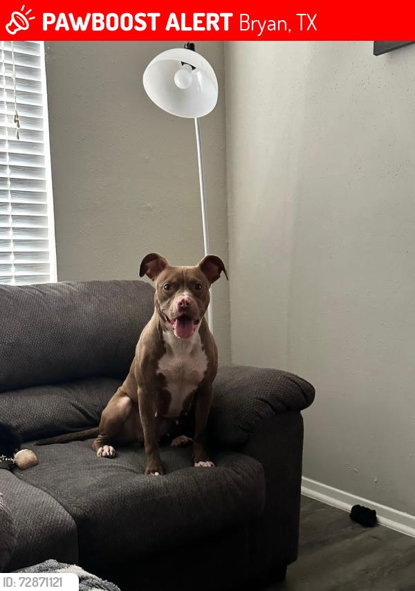 Lost Female Dog last seen Near pecos ct Bryan tx, Bryan, TX 77801