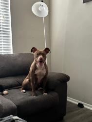Lost Female Dog last seen Near pecos ct Bryan tx, Bryan, TX 77801