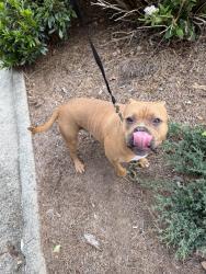 Found/Stray Female Dog last seen Joe davis park, Greensboro, NC 27405
