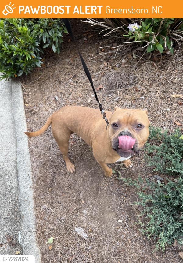 Found/Stray Female Dog last seen Joe davis park, Greensboro, NC 27405