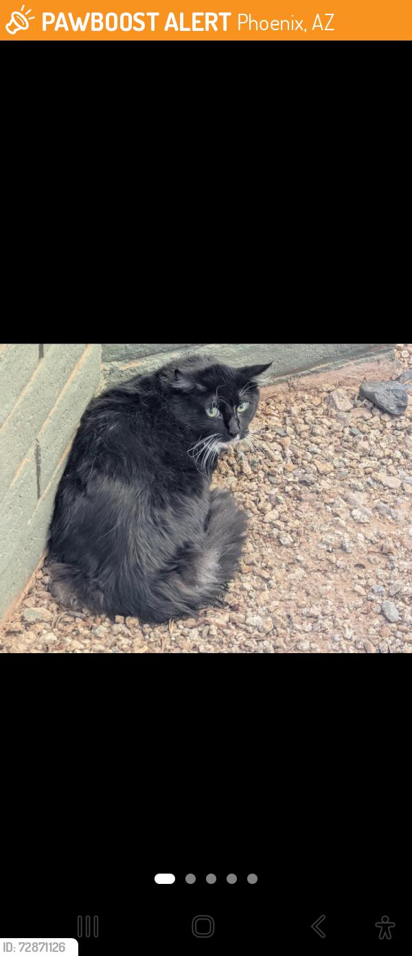 Found/Stray Male Dog last seen 19th Avenue and Union Hills, Phoenix, AZ 85023