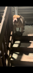 Lost Male Dog last seen South Salina , Syracuse, NY 13210