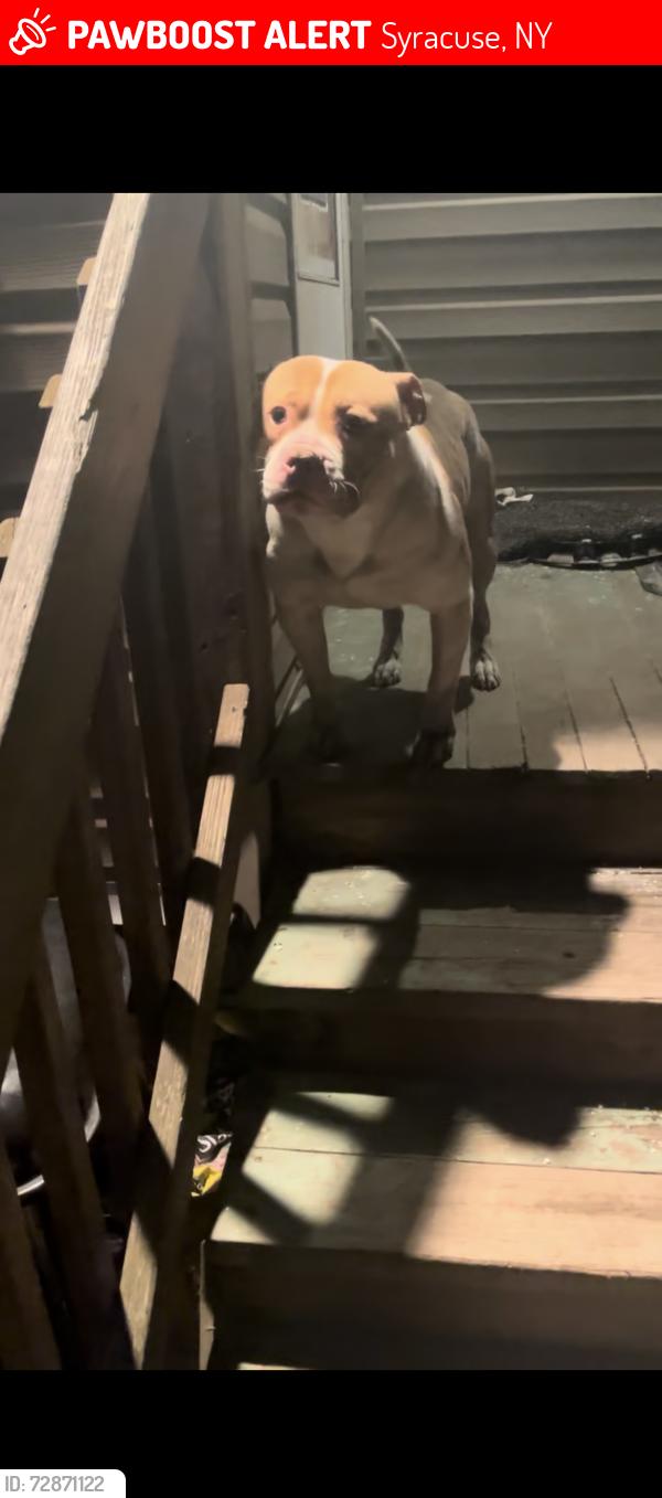 Lost Male Dog last seen South Salina , Syracuse, NY 13210