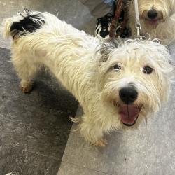 Shelter Stray Male Dog last seen , Philadelphia, PA 19140