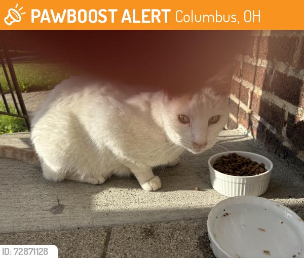 Found/Stray Male Cat last seen Geers ave, Columbus, OH 43206